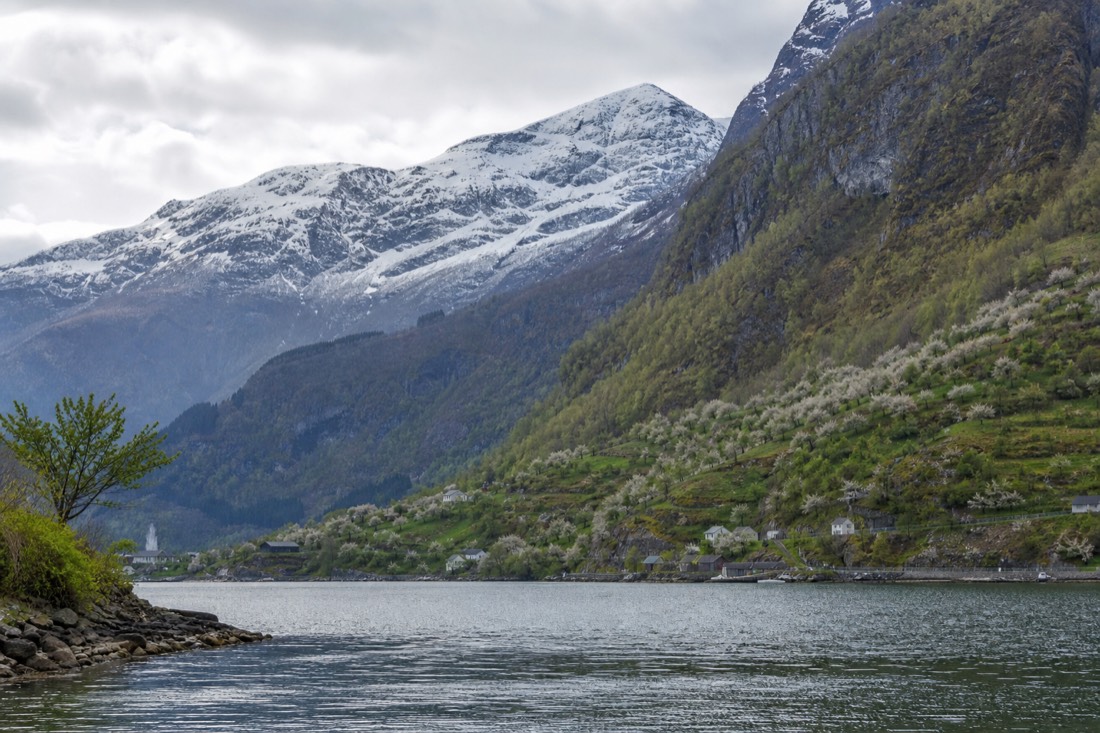 A broad open fjord in spring with blossoming fruit orchards on the lower slopes and snow still on the high plateau