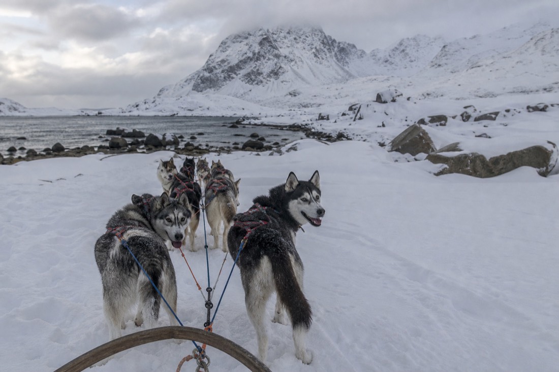 Eager huskies in harness looking back before the start of a sled run in deep snow