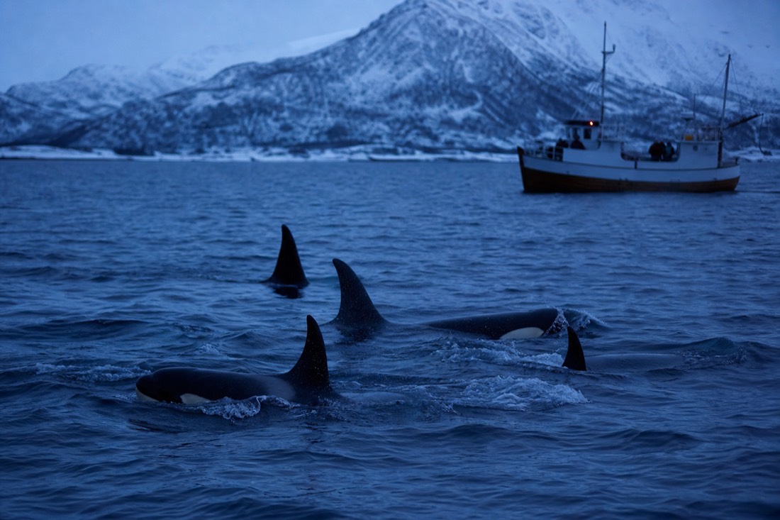 A pod of orcas surfacing beside a quiet whale-watching boat in polar-night blue light near Skjervoy