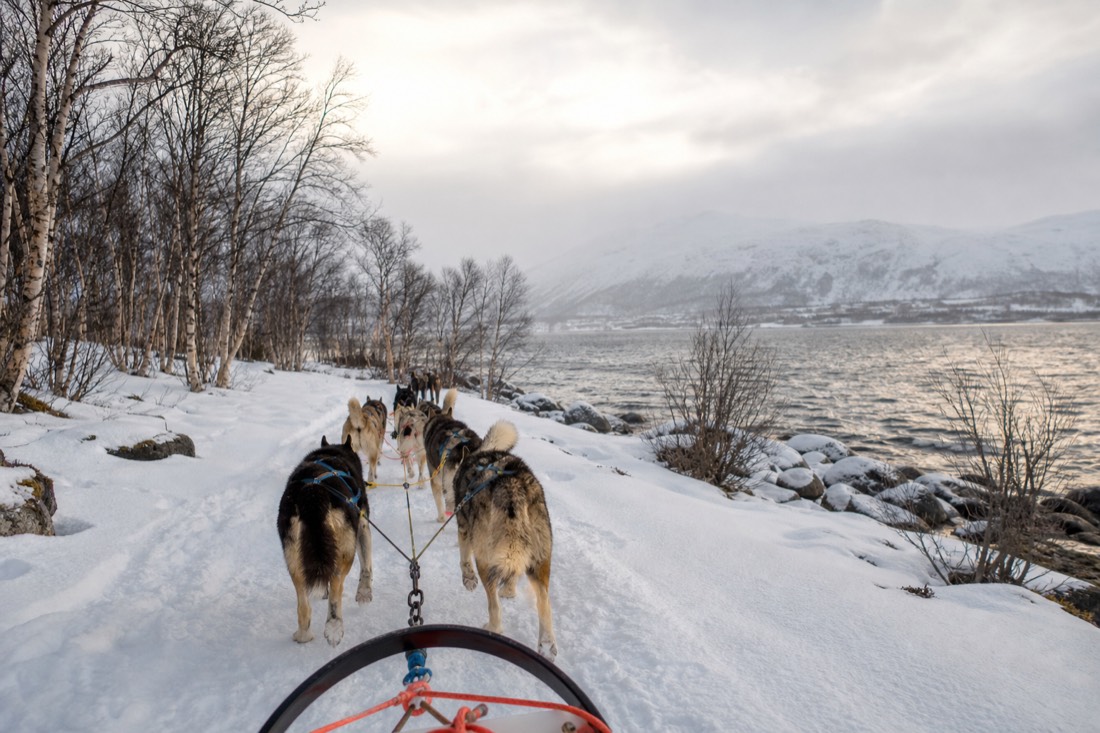 A team of huskies pulling a sled along a snowy trail through birch forest outside Tromso