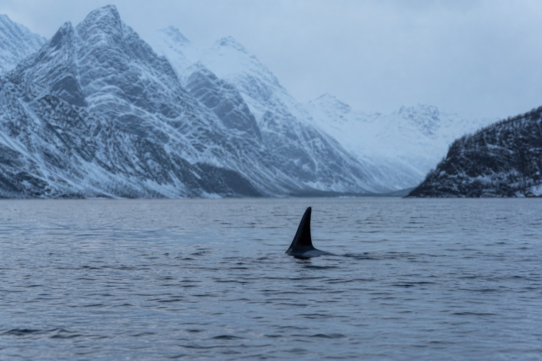 An orca's dorsal fin cutting the surface of a cold arctic fjord in low blue winter light