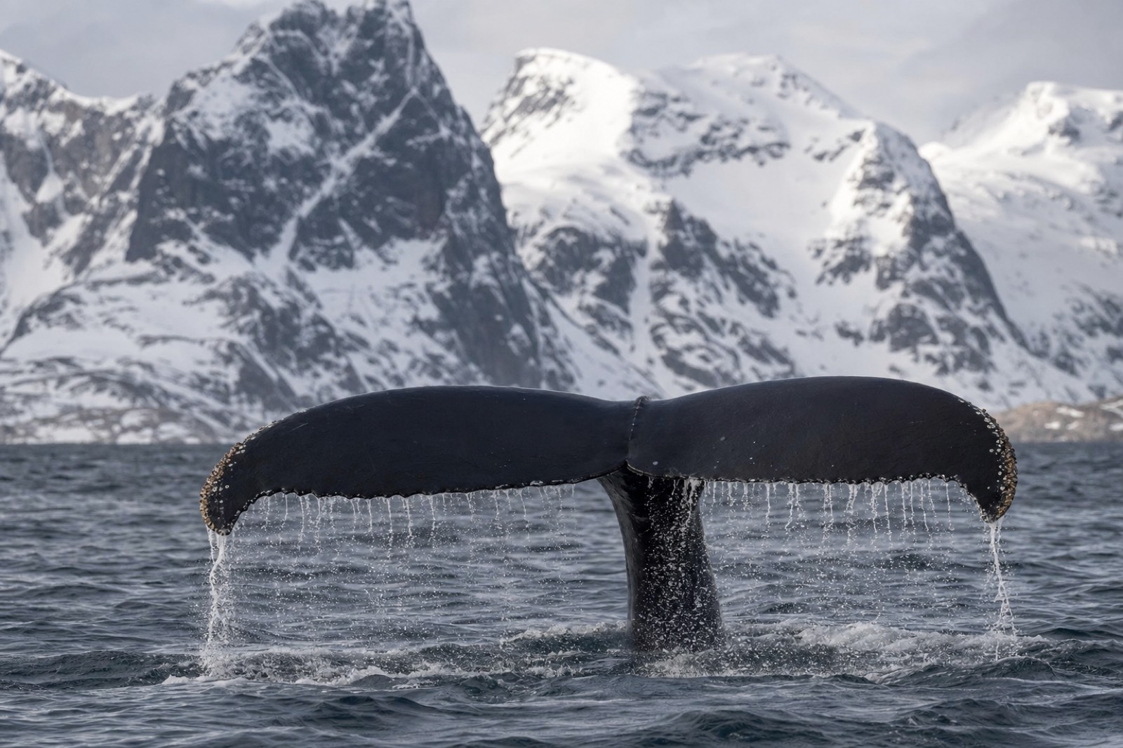 A humpback whale's tail fluke rising from dark arctic water with snowy peaks behind