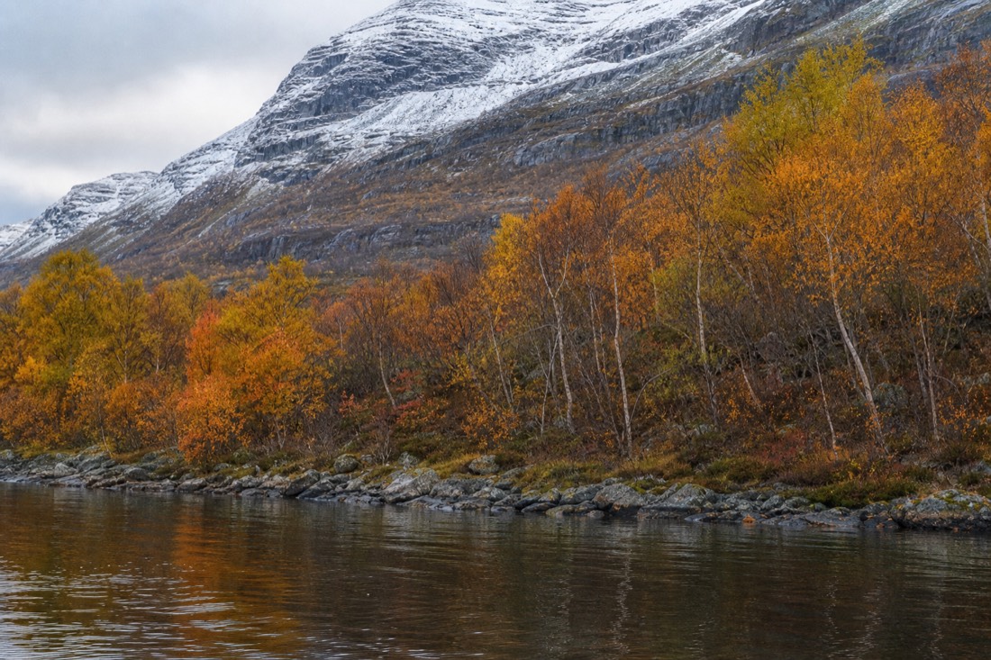 Autumn birch forest in orange and gold above a still fjord with early snow on the peaks behind