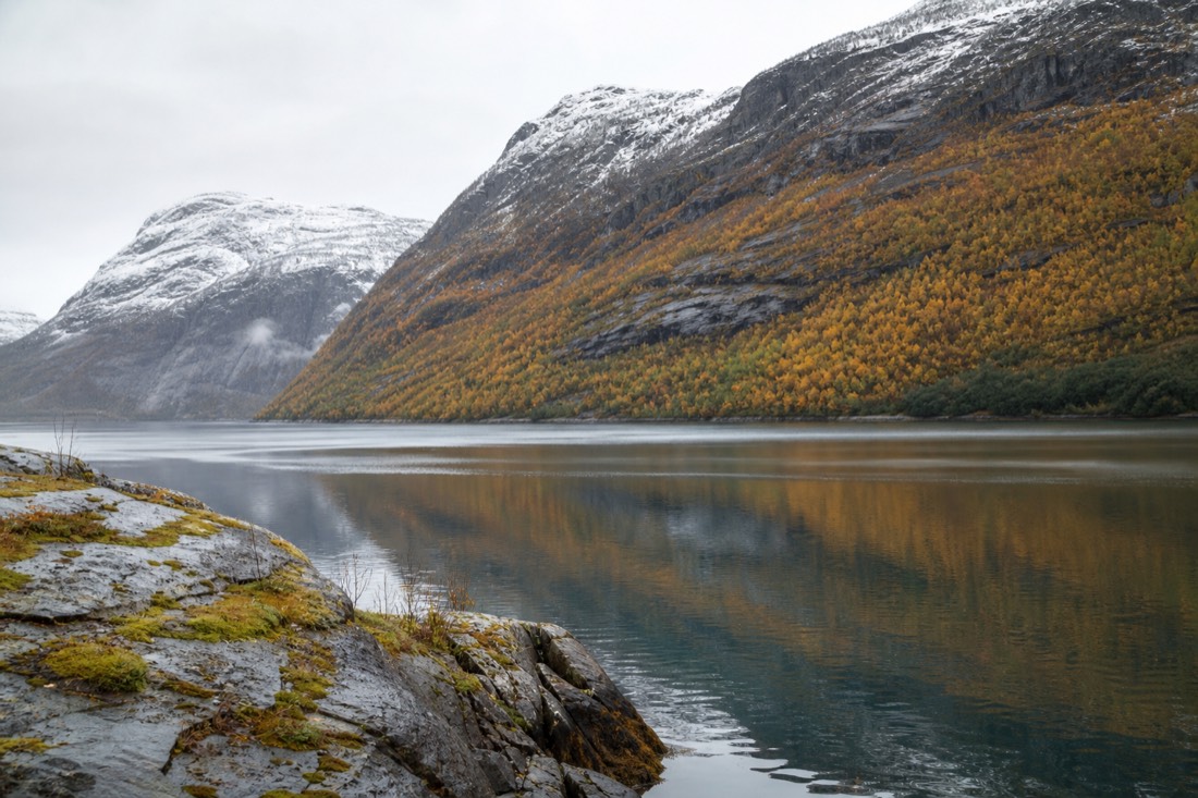 Autumn colour on birch slopes above a still Norwegian fjord with the first snow dusting the peaks