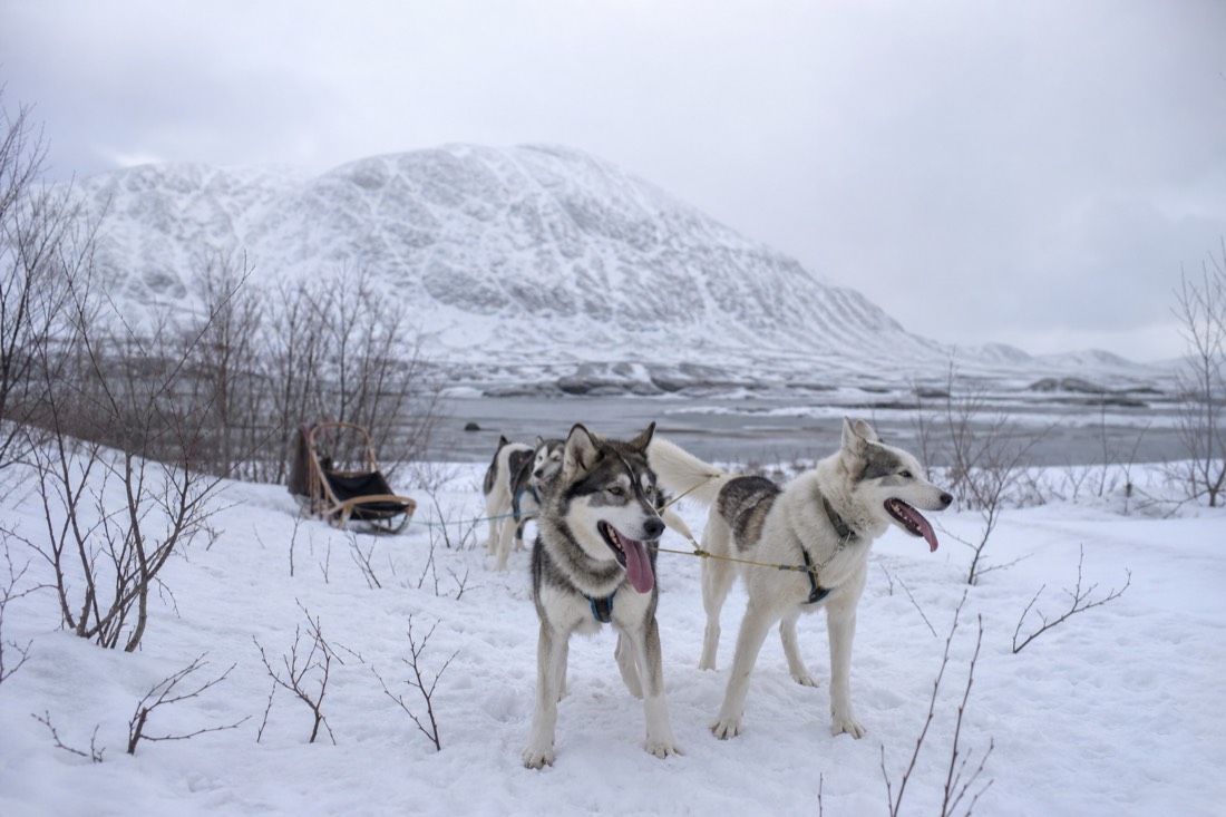 Team of huskies harnessed in front of a wooden sled on a packed snow trail lined with low birch