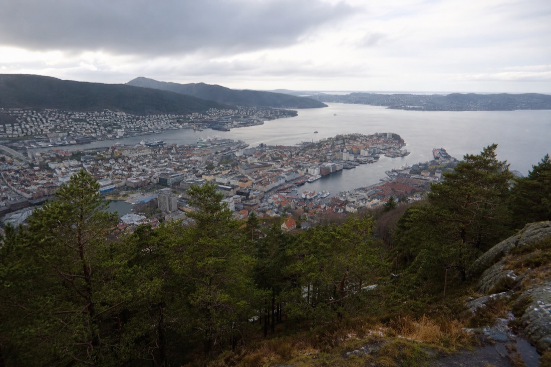 View over Bergen harbour and surrounding mountains from a hilltop viewpoint with pine trees in the foreground