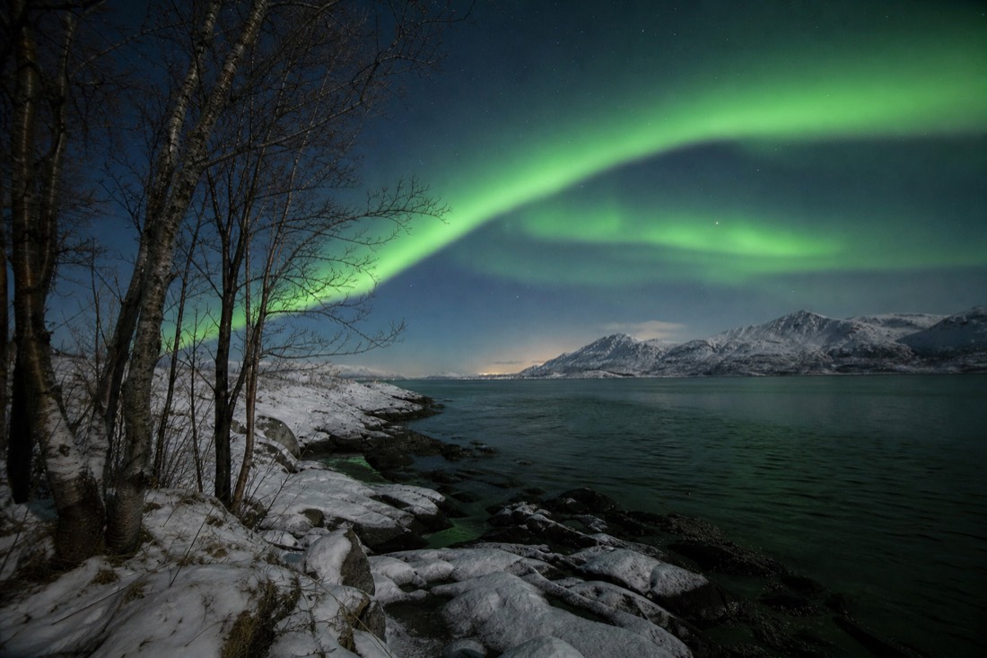 Green aurora arc over a snow-covered fjord shoreline with bare birch trees in the foreground