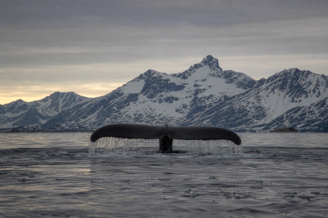 Humpback whale fluke above dark Arctic water with snow-covered peaks and low winter light behind