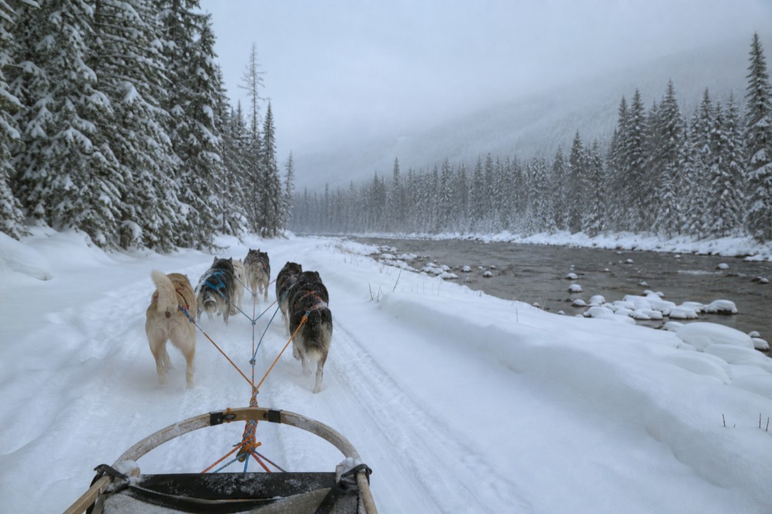Husky team pulling a sled along a snow track between spruce trees under a pale Arctic winter sky